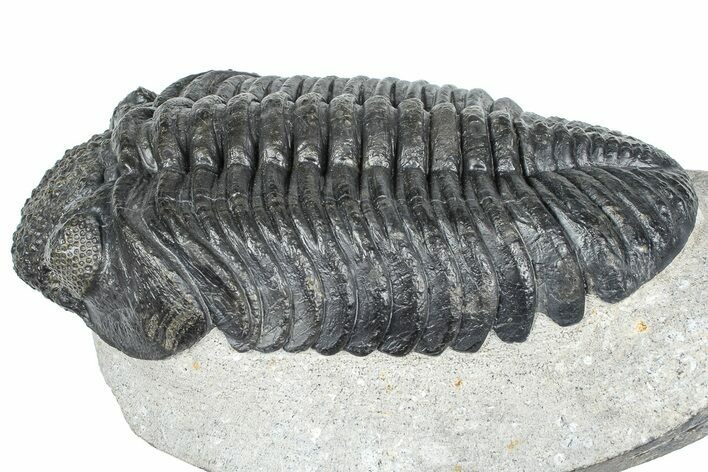 Huge Phacopid (Drotops) Trilobite - Issoumour, Morocco #363235